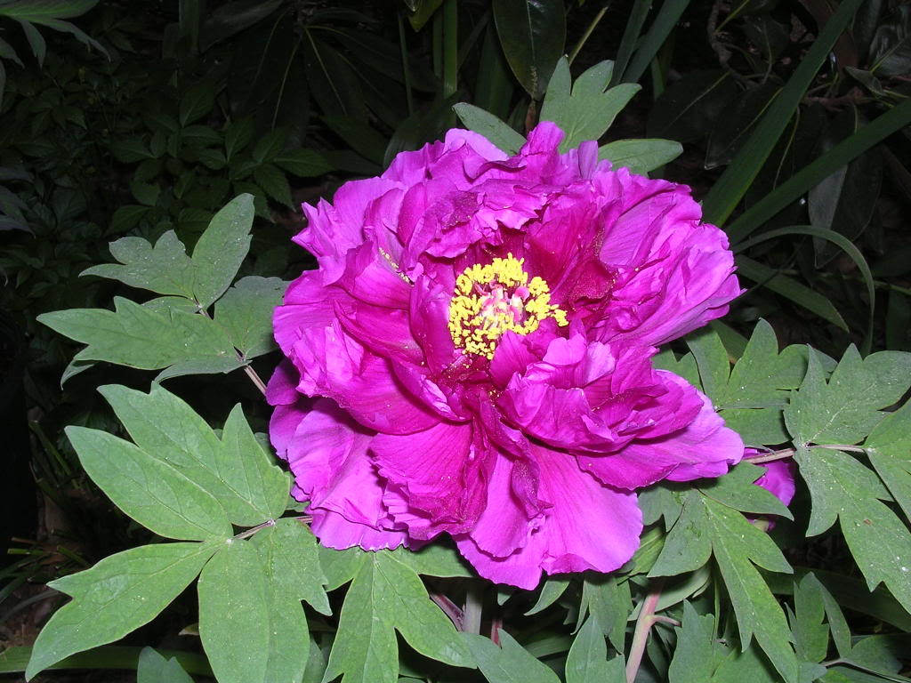 گل صد تومانی - درختی